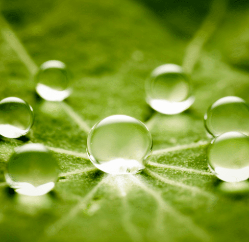 water droplets on green leaf