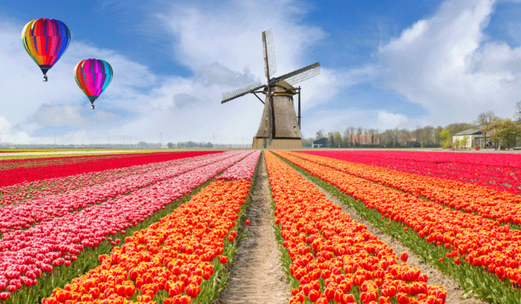 Rows of colorful tulips in a field lead to a traditional windmill under a blue sky with white clouds. Two colorful hot air balloons float above the scene.
