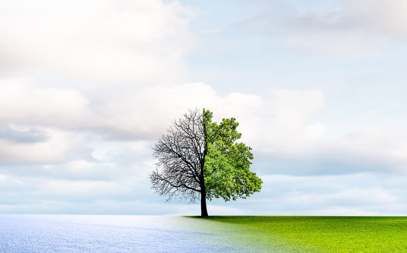 A single tree stands at the center, with its left side bare over snowy ground and its right side full of green leaves over grass, symbolizing the transition between winter and summer under a partly cloudy sky.
