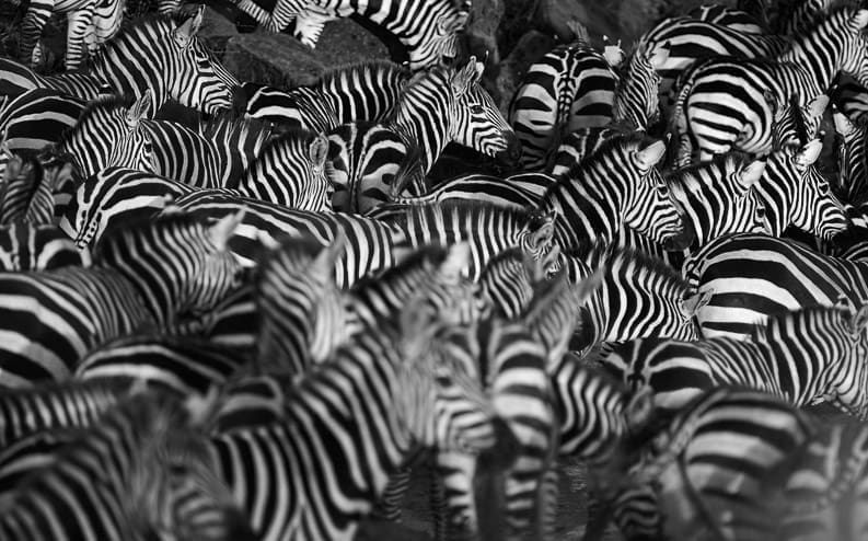 A large herd of zebras stands closely packed together, displaying their black and white striped patterns. The overlapping stripes create a visually striking, almost camouflaged effect among the animals.