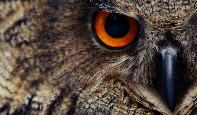 Close-up of an owl’s face, showing its sharp beak, detailed brown and tan feathers, and striking orange eye with a black pupil.