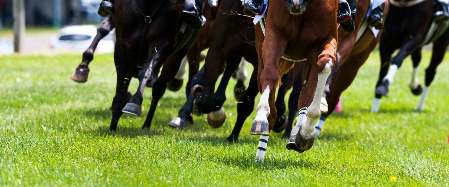 A close-up view of several racehorses running on green grass, focusing on their legs in mid-stride during a horse race.