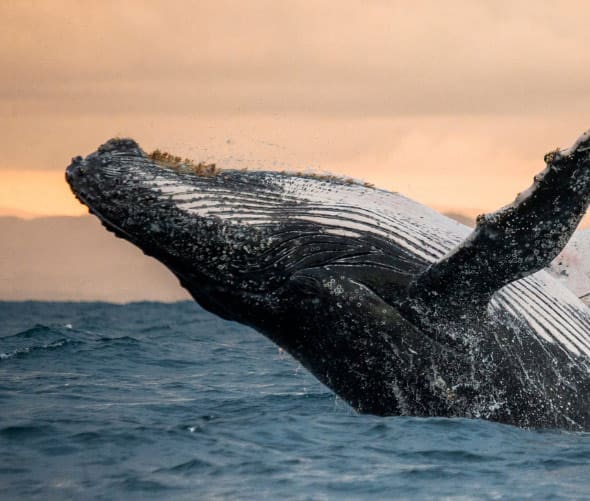 A humpback whale breaches the surface of the ocean, its massive body soaring above the water, with the horizon and a cloudy sky beyond—learn more about how we drive organizations’ digital transformation efforts.