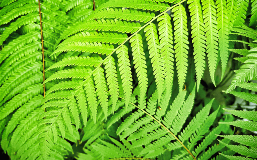 Close-up of bright green fern leaves overlapping each other, showing detailed patterns and textures of the leaflets. The foliage appears fresh and vibrant, capturing the natural beauty of the plant.