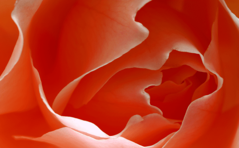 Close-up of delicate orange rose petals, softly curled and layered, creating an abstract, textured pattern with subtle light and shadow.