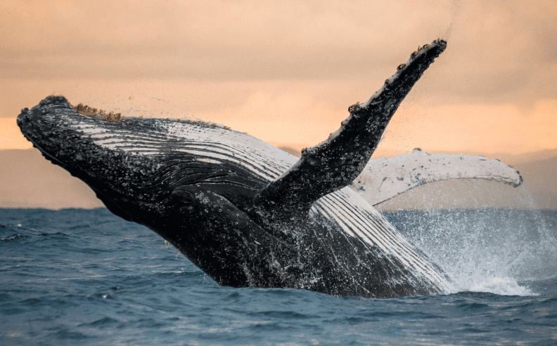 A humpback whale breaches the surface of the ocean, with its body partially out of the water and fins extended against a sunset sky.