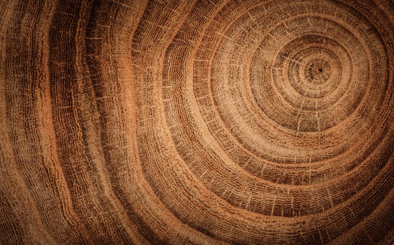 Close-up view of tree rings on a cross-section of a tree trunk, showing concentric circles of varying shades of brown, indicating the trees age and growth patterns.