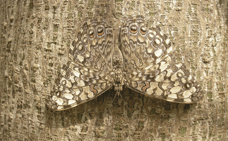 A moth with intricately patterned brown and white wings rests on rough tree bark, blending in almost perfectly due to its camouflage.