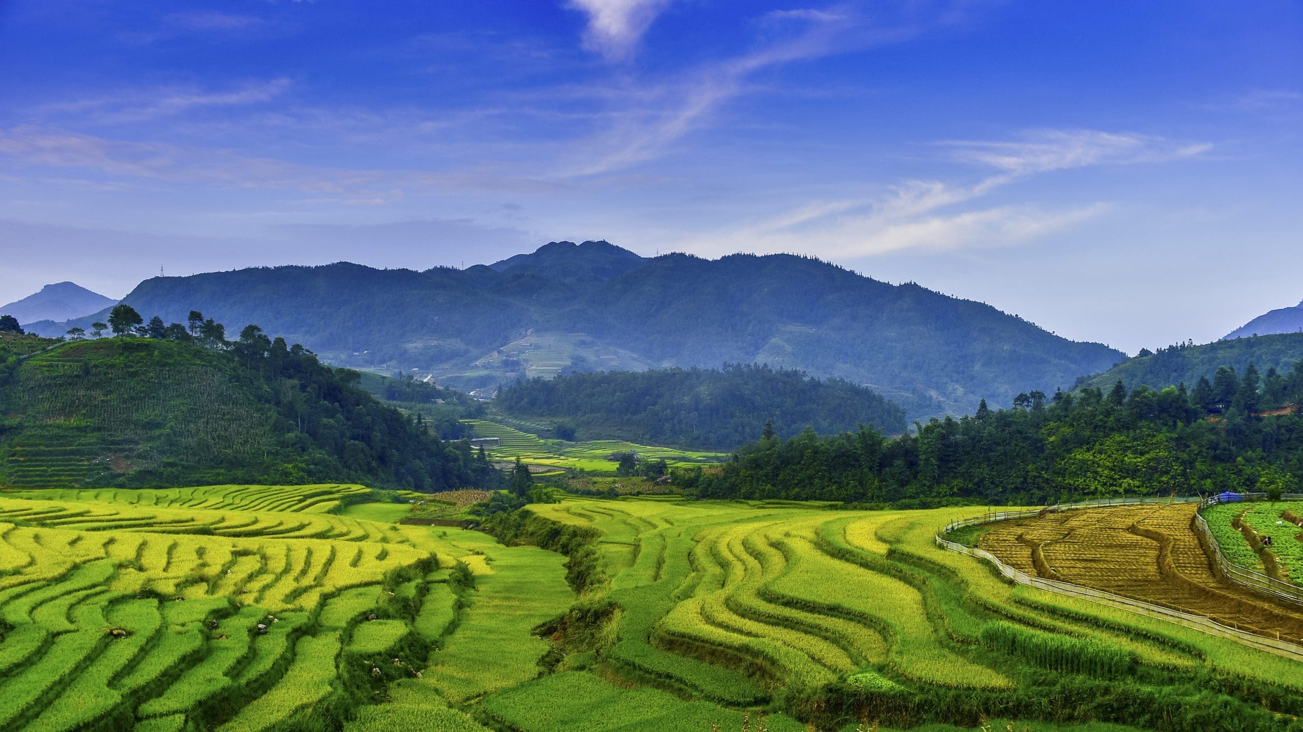Green terraced rice fields stretch across rolling hills under a blue sky, with distant mountains in the background and scattered trees along the landscape.