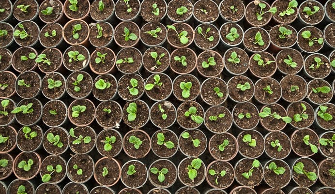 A top-down view of numerous small pots arranged in a grid, each containing soil and a young green seedling with a few leaves, representing new plant growth.